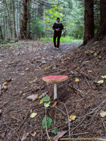 Mushroom picking (October 2019) Mushroom picking (October 2019)