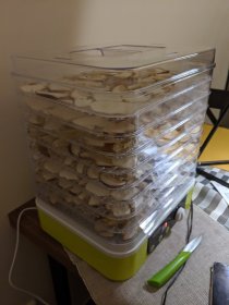 Mushroom picking (October 2019) Mushroom picking (October 2019)