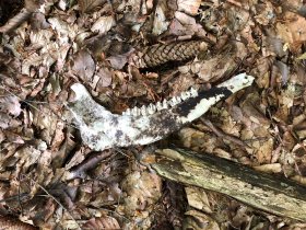 Mushroom picking (September 2019) Mushroom picking (September 2019)