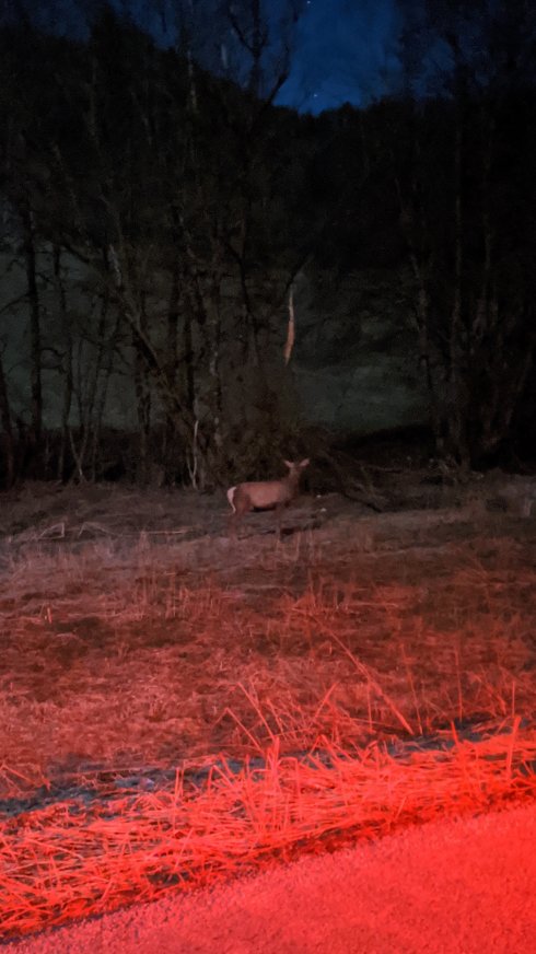 Deer next to the road