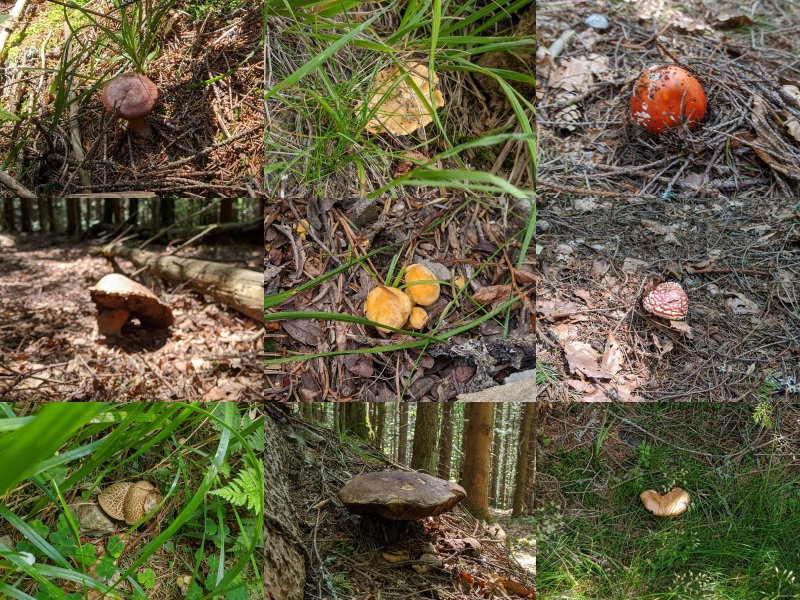 In the national park, I only photographed mushrooms, no picking