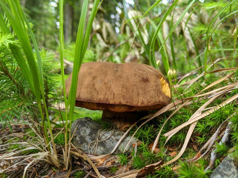 Mushrooms picture 51394