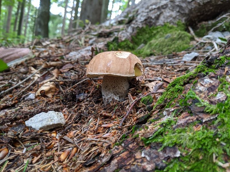 Mushrooms picture 51395