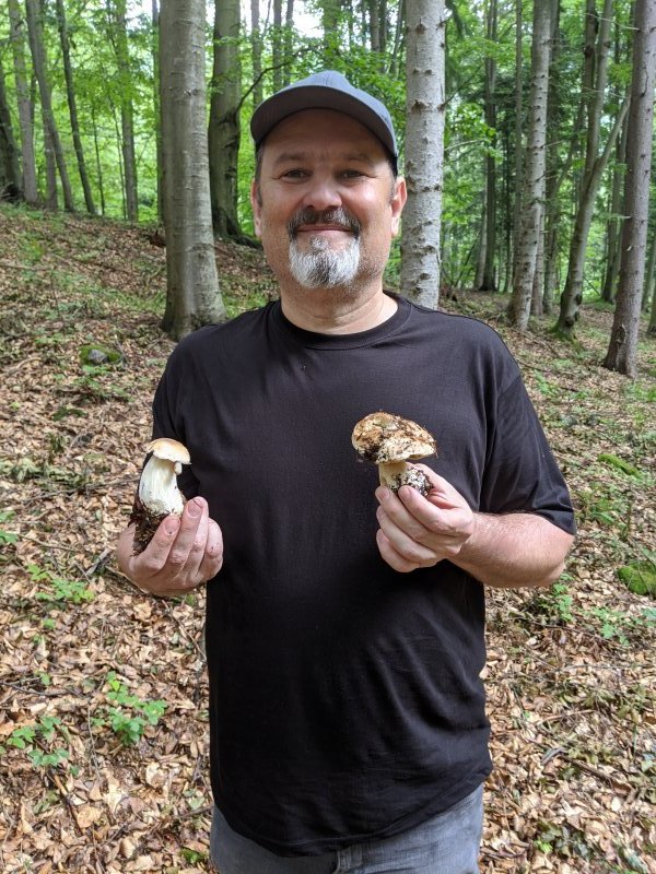 Mushrooms picture 51396