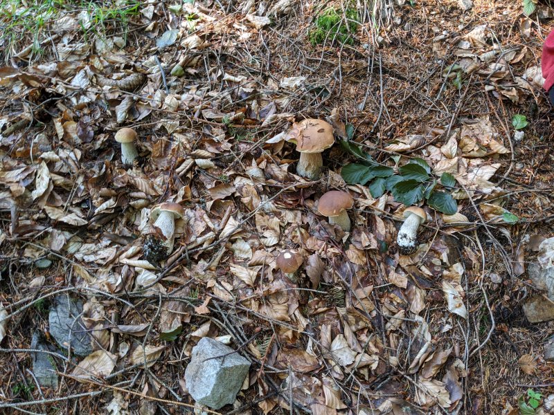 Mushrooms picture 51401