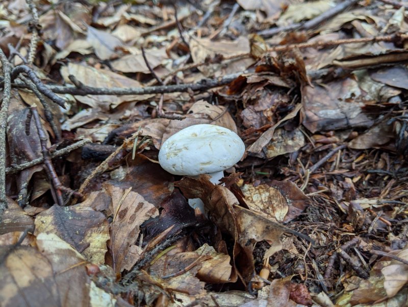 Mushrooms picture 51536