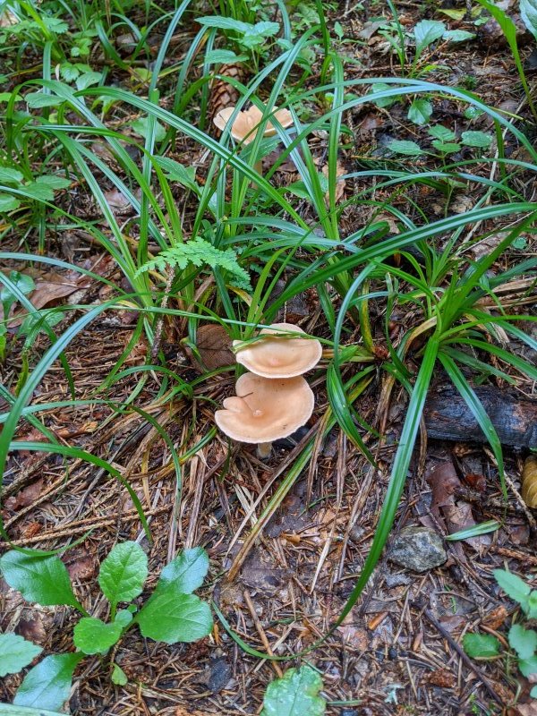 Mushrooms picture 51535