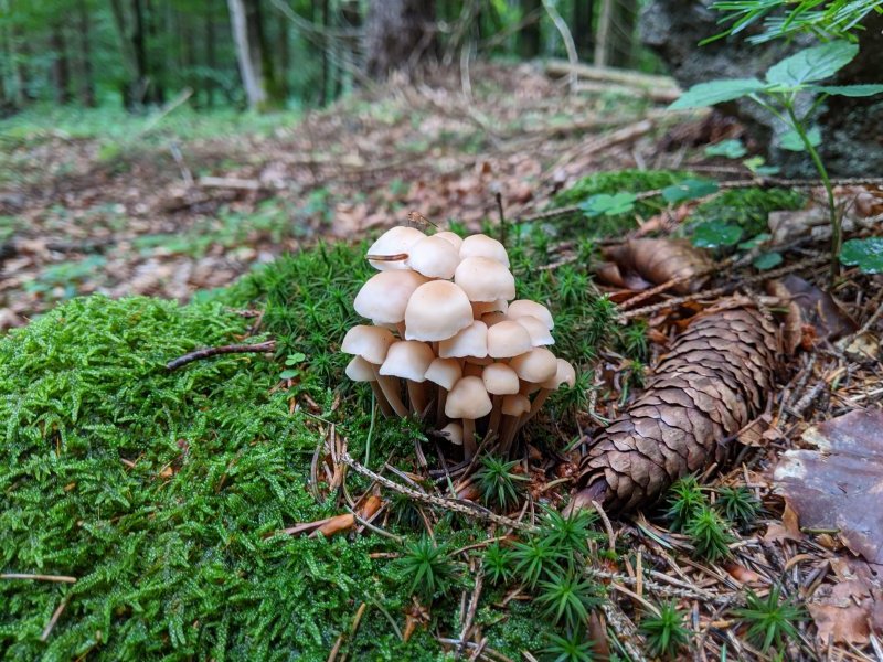 Mushrooms picture 51537