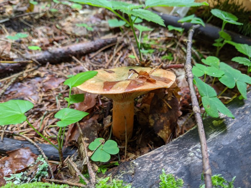 Saffron milk cap