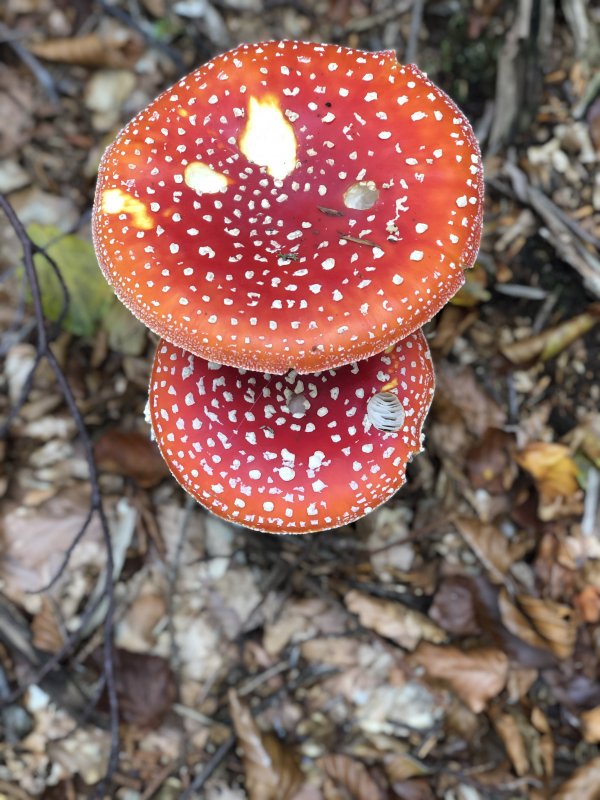 Mushrooms picking picture 51846