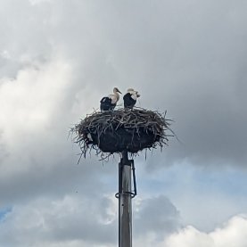 Lot of storks everywhere (July 2023)
