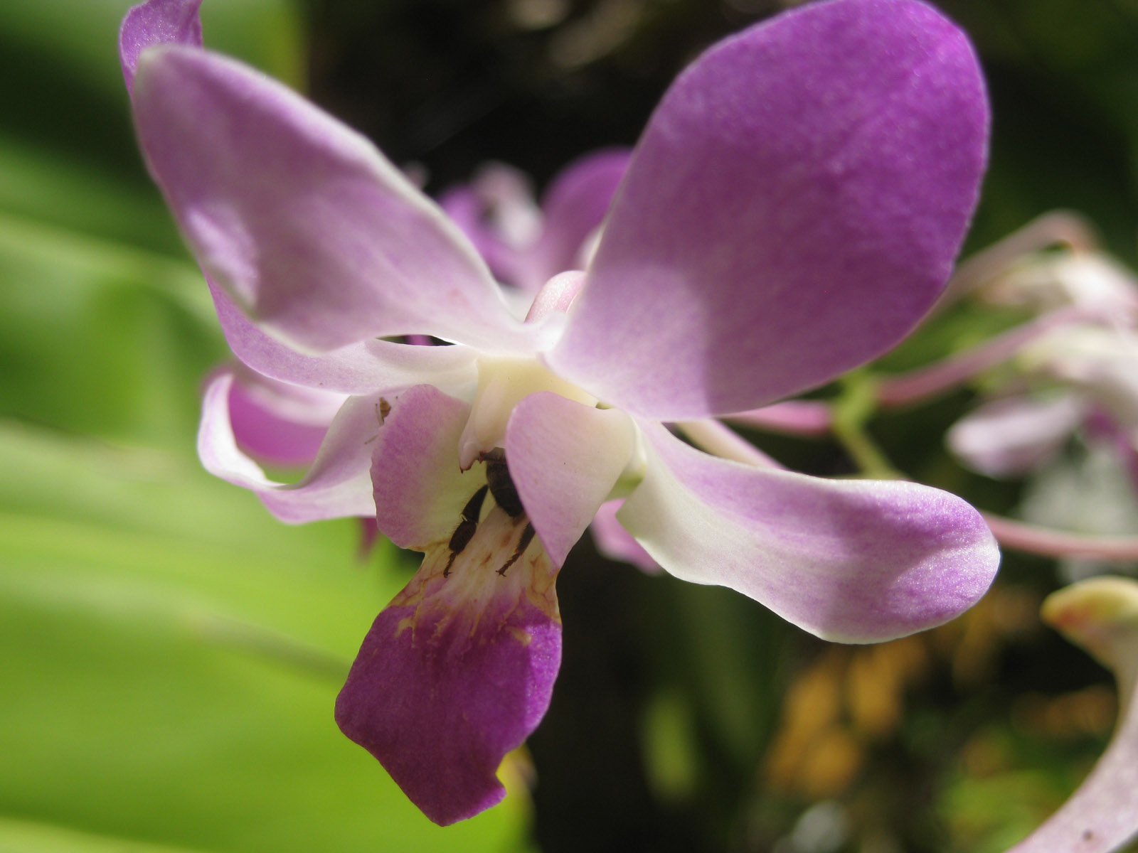 A bee inside the orchid