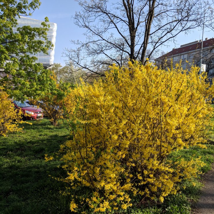 Spring blooming as I walked out of Dejvická subway station. (April 2018)
