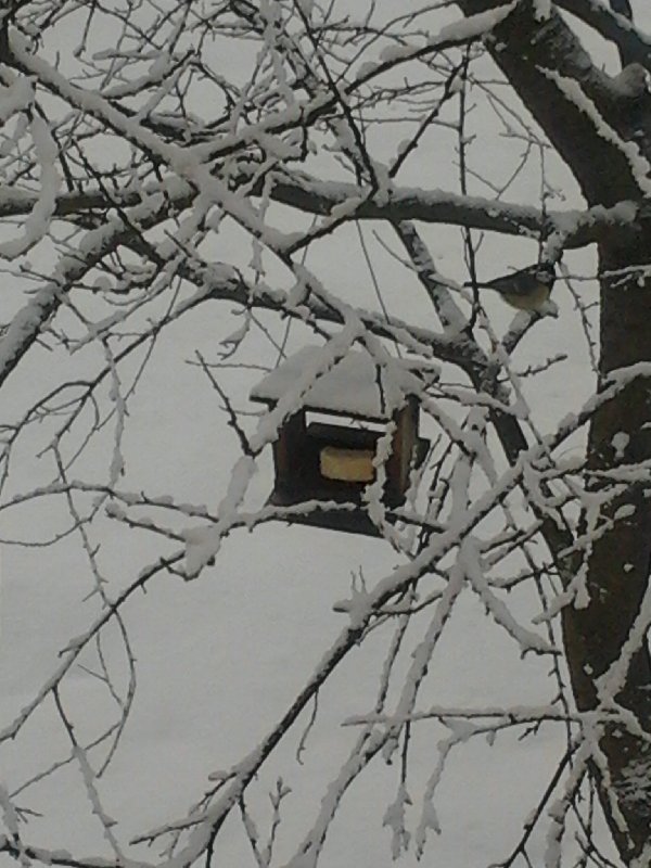 Titbirds & snow picture 32524