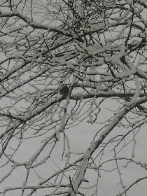 Titbirds & snow (February 2012) Titbirds & snow (February 2012)