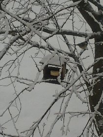 Titbirds & snow (February 2012) Titbirds & snow (February 2012)