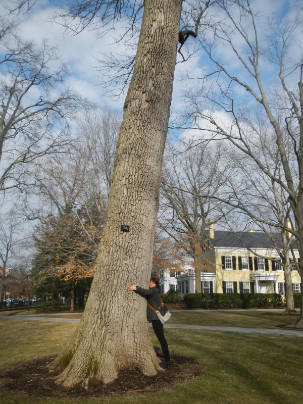 Veľký strom pri vchode na univerzitu (Marec 2015)