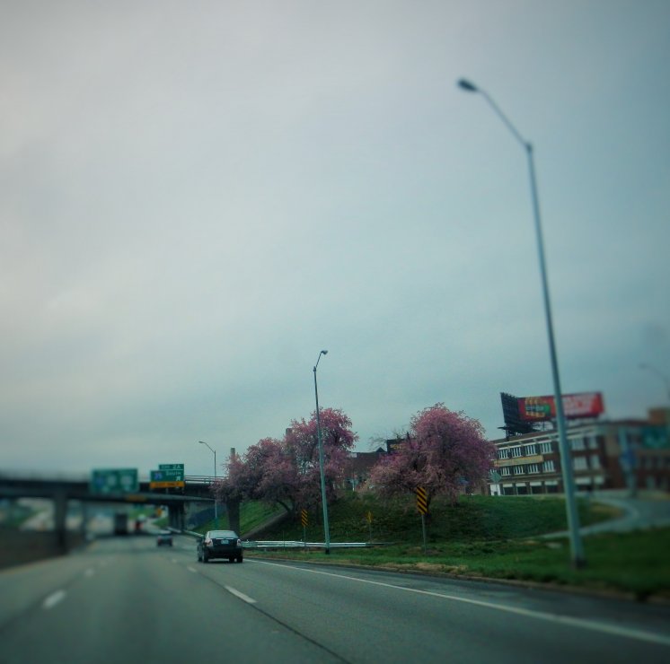Kansas City, Missouri - spring in a full bloom (April 2015)