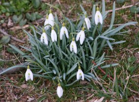 Spring is here (March 2015) Spring is here (March 2015)