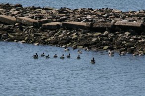 Liberty Park, New Jersey (March 2015) Liberty Park, New Jersey (March 2015)