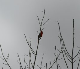 Cardinal (April 2015) Cardinal (April 2015)