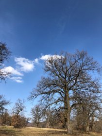 Gavurky - oak park (April 2018) Gavurky - oak park (April 2018)