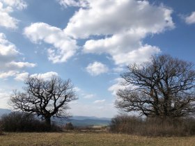 Gavurky - oak park (April 2018) Gavurky - oak park (April 2018)