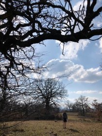 Gavurky - oak park (April 2018) Gavurky - oak park (April 2018)