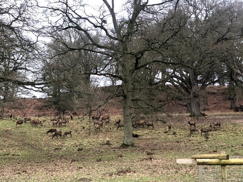 Deer roaming the castle gardens