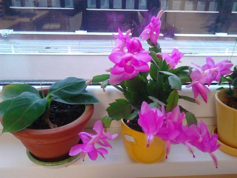 Christmas cactus (November 2014)