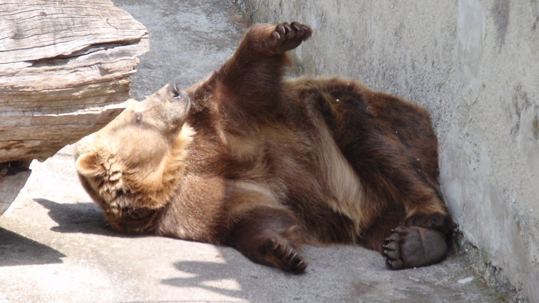 Brown bear