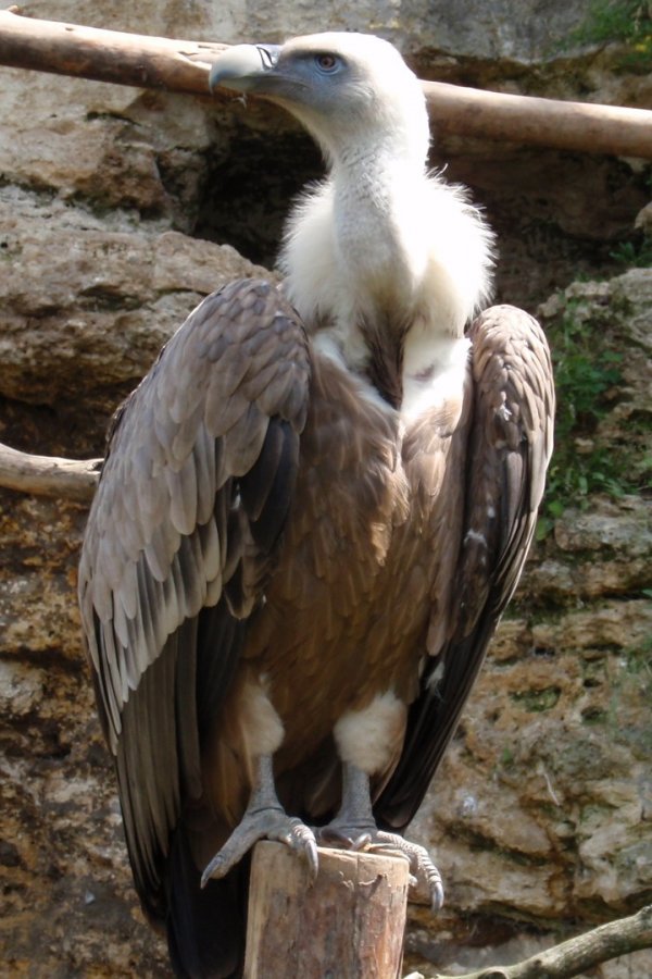 Griffon vulture