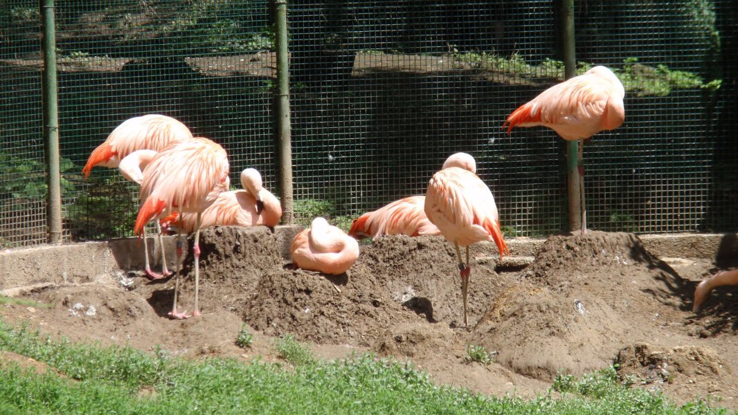 Chilean Flamingo