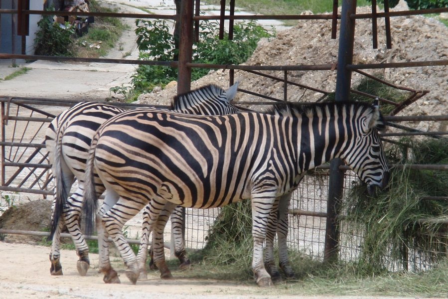 Chapman's zebra