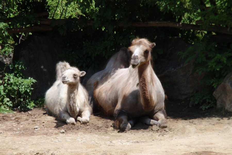 Bactrian camel