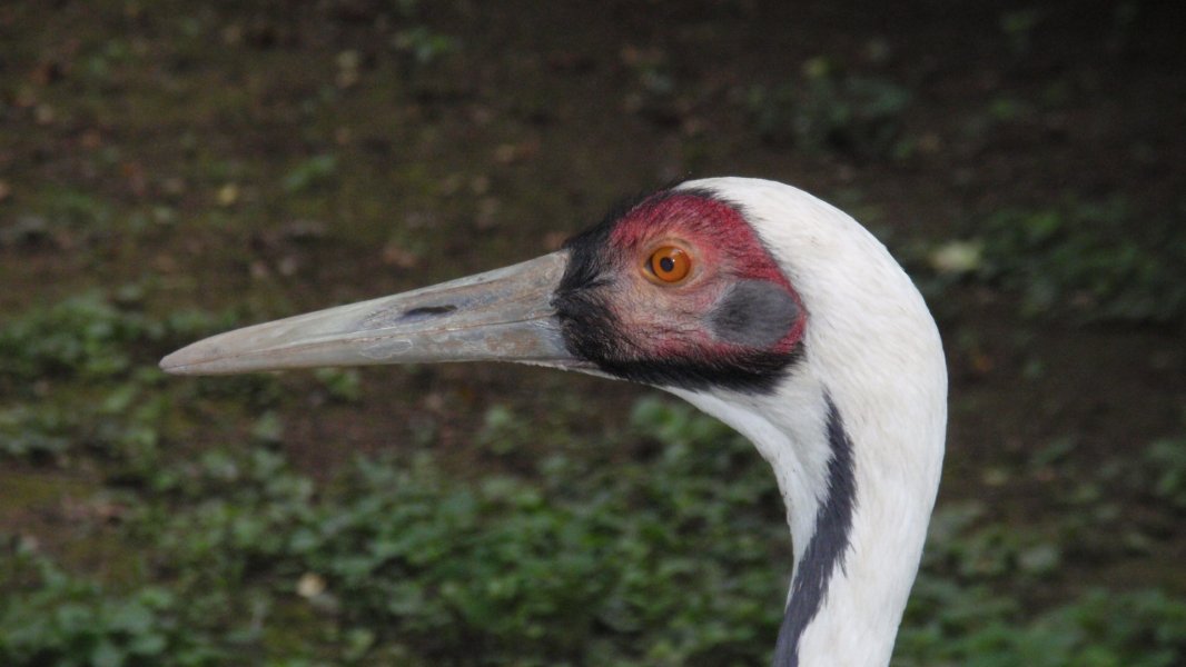 White-naped Crane