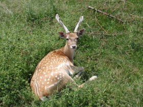 Fallow deer (June 2013) Fallow deer (June 2013)