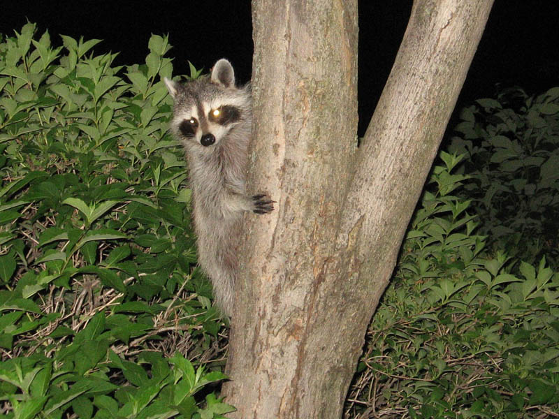Raccoon (June 2007)