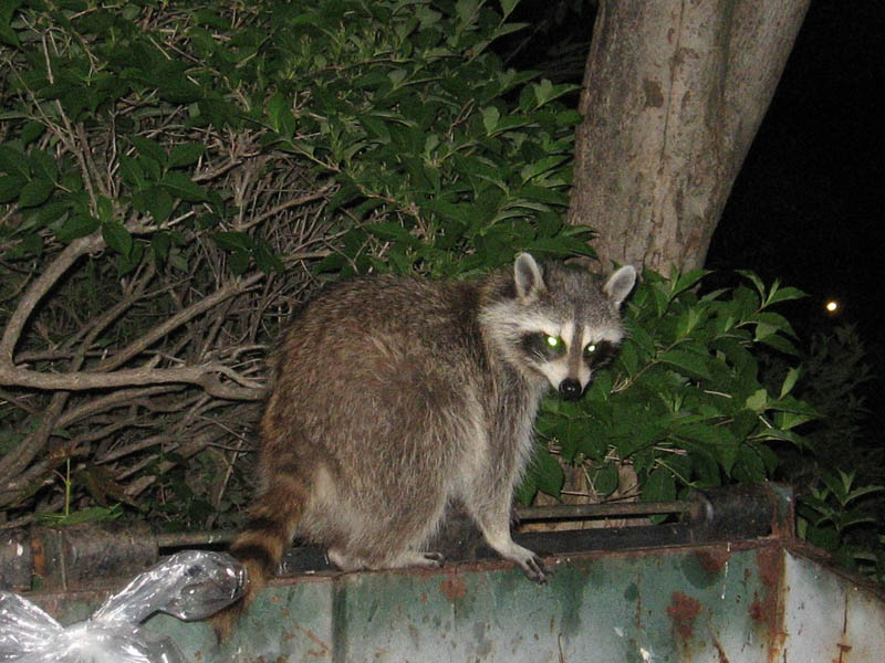Raccoon picture 12892