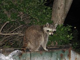 Raccoon (June 2007) Raccoon (June 2007)