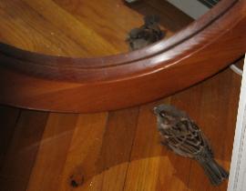 Sparrow (December 2007) Sparrow (December 2007)