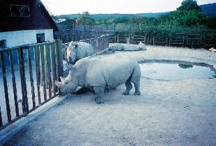 White Rhinoceros in the Bratislava ZOO (August 1992)
