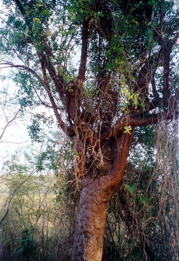 Vieques Island (February 2003)