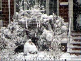 Snowing in NYC (December 2003)