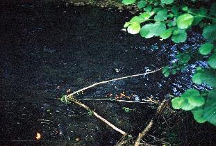 Pao on creek (August 2003)