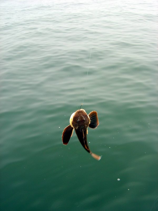 Sea robin (June 2004)