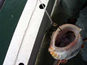 Deep fishing in Atlantic Ocean (June 2004)