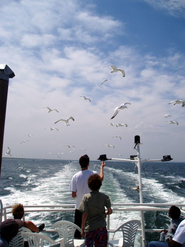 Seagulls everyvhere around (June 2004)
