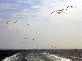 Seagulls everyvhere around (June 2004) Seagulls everyvhere around (June 2004)