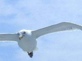 A seagull above our ship (June 2004)